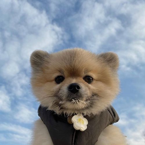 小灰灰头像情侣声色犬马