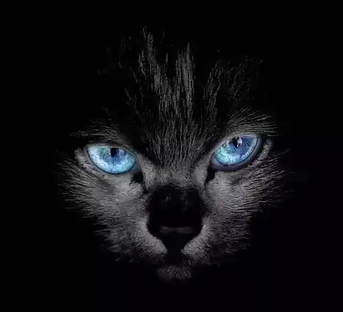  想要解决关于猫咪眼睛疾病,赶紧收藏吧医疗