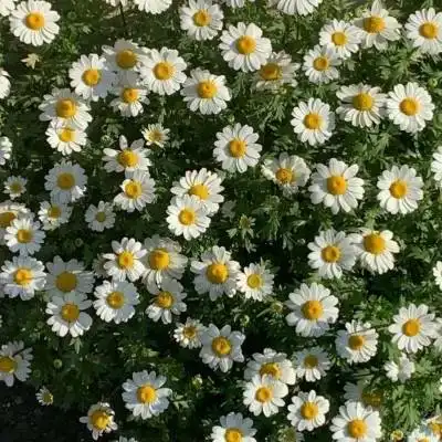 菊花头像大全唯美图片菊花高清微信头像 菊花头像大全唯美图片菊花高清微信头像