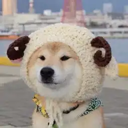  有哪些好看的情侣头像
