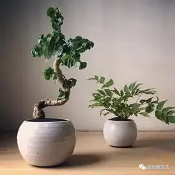  盆景现代哲理访纽约现代盆景造型师