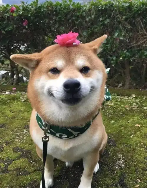  治愈日本柴犬berry火遍外网因其笑容治愈温暖