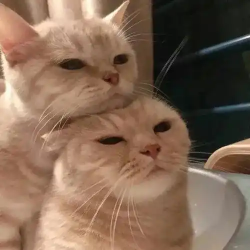  猫咪情侣头像