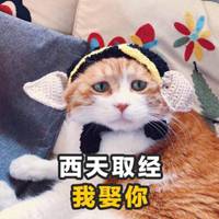  沙雕猫咪情侣头像一对微信头像图片大全