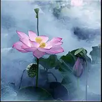 学佛用的荷花头像