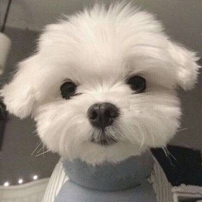 可爱情侣头像动物人形