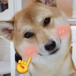  猫猫狗狗的有爱情侣头像