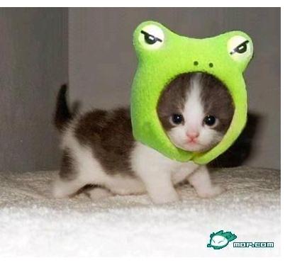  我家猫猫猫猫猫猫猫猫猫猫