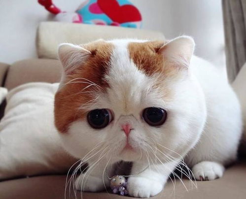 情侣头像猫猫狗狗猫市长