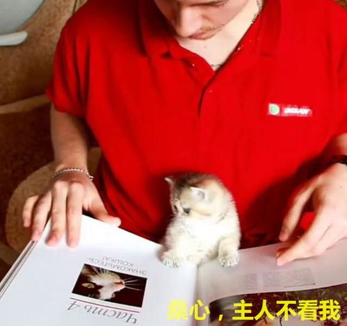  主人在看书,小奶猫一旁捣乱,喵看什么书啊,宝宝比较好看