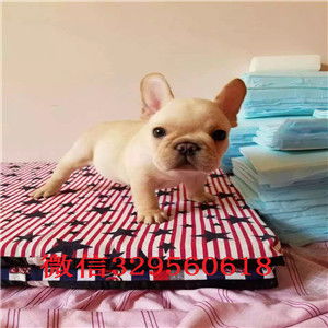  大同法国斗牛犬哪里有卖法斗幼犬图片法斗多少钱一只