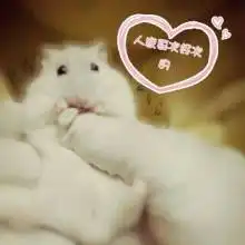  320320的仓鼠图片当兴趣部落头像