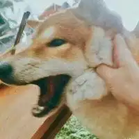  萌宠猫咪情侣头像最新猫咪情侣头像不带人