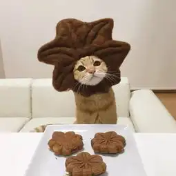  日本姑娘把流浪猫改造成喵星人天团爆红ins,戴头套扮艺伎,背后的故事却感动无数人