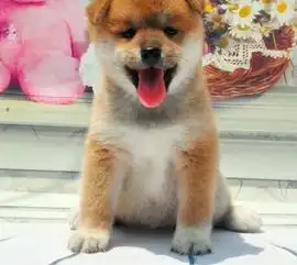  台州本地犬舍出售精品柴犬包纯包健康