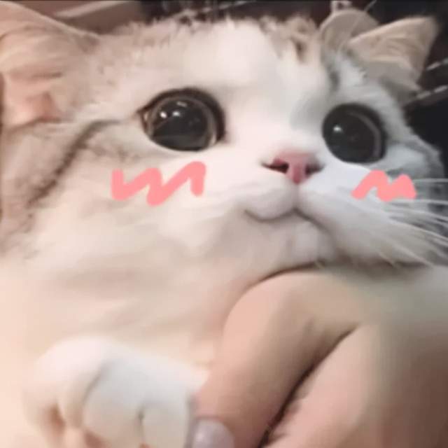  火遍全网的表情包猫咪和藏狐男人,居然都是b站up主