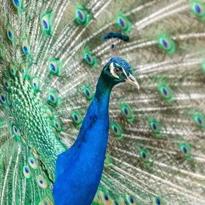  孔雀微信头像美丽迷人的孔雀图片