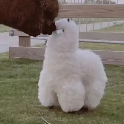 情侣头像不是水印小动物