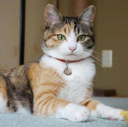  这6种猫咪,最容易成为流浪猫,请慎养