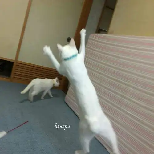 红红火火恍恍惚惚你们见过猫子打架吗