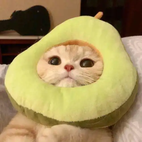 治愈萌宠动物头像盛意以江河江河不及你 治愈萌宠动物头像盛意以江河江河不及你