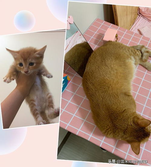  短短一年时间里,家里的猫就逐渐开始大爷化