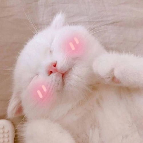 卡通猫捏脸情侣头像猫咪