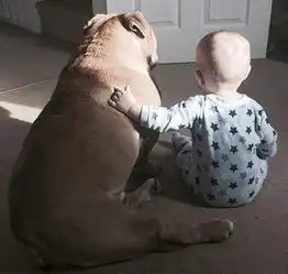  英男童与斗牛犬欢乐不停形影不离亲似兄弟图