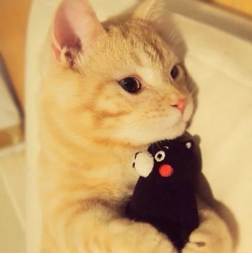  头像超萌的狗狗和猫咪头像