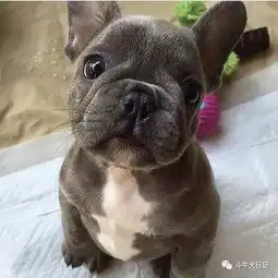  萌宠斗牛犬图片每张都是小清新,每一只都想抱走