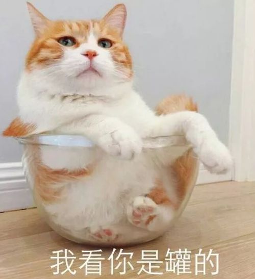  妈妈给俩孩子各养一只猫,谁成绩好谁的猫就能吃罐头,网友我也要为猫猫罐头而读书