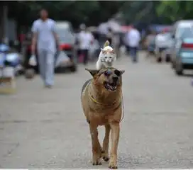  一个人看家好寂寞..小猫变狗骑士和主人一起散步