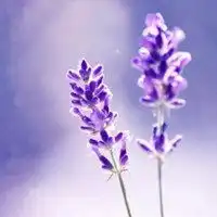  中年女人适合微信头像微信头像图片大全