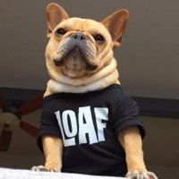  斗牛犬和萌小孩情侣头像微信头像图片大全
