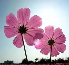  晚安心语图片生活若能精彩更好,但更重要的是自在