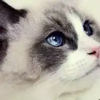  你的微信头像暴露了你的小秘密吗