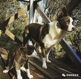  这只猫咪和狗狗不仅穿着超级相配的情侣衣,就连日常也让人暖化了