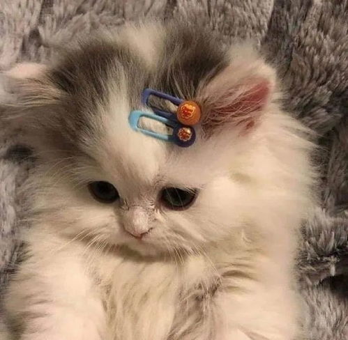 头像萌宠猫猫狗狗