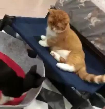  耍心机霸占奶牛猫的床,橘猫很得意以后这就是我的专属橘座了