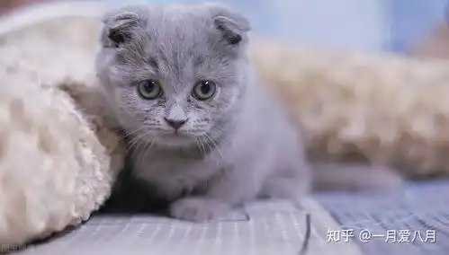 男孩和猫情侣头像壁纸