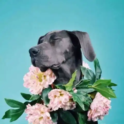  新的一年换点开心的头像呗