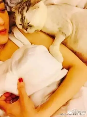  鹿晗范冰冰刘亦菲胡歌高圆圆盘点明星铲屎官