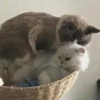 2020情侣头像高清猫咪微信头像图片大全  2020情侣头像高清猫咪微信头像图片大全