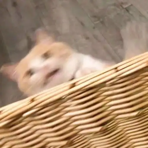  一些傻了吧唧的憨憨小猫咪