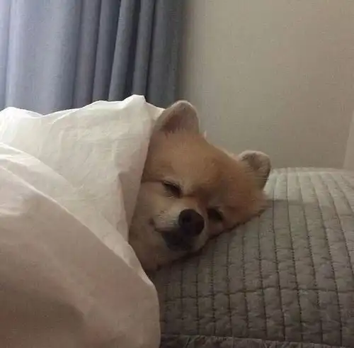  大年初三,请收下萌狗狗们给你的拜年大礼