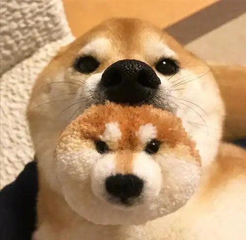 新手柴犬不知何如挑选,专业人士免费帮你来挑选 新手柴犬不知何如挑选,专业人士免费帮你来挑选