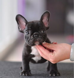  安康法国斗牛犬法牛犬舍专业打造超短体法国斗牛犬丨法斗幼犬小方