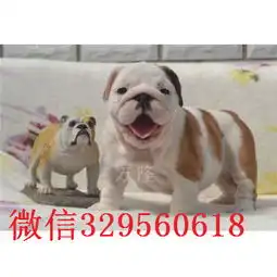  黔西南大鼻筋英国斗牛犬出售纯种白色英国斗牛犬斗牛犬图片斗牛犬价格