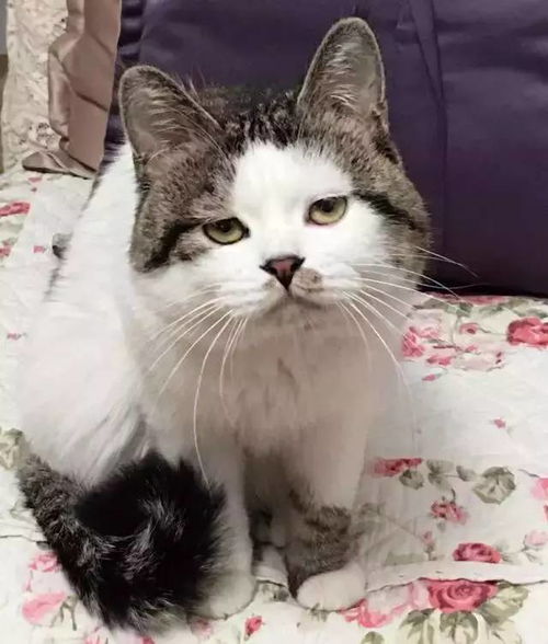  猫奴之国出现统治级神喵,丧猫界四大天王也不是对手......