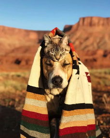  猫狗相伴走世界,全球百万粉丝齐关注